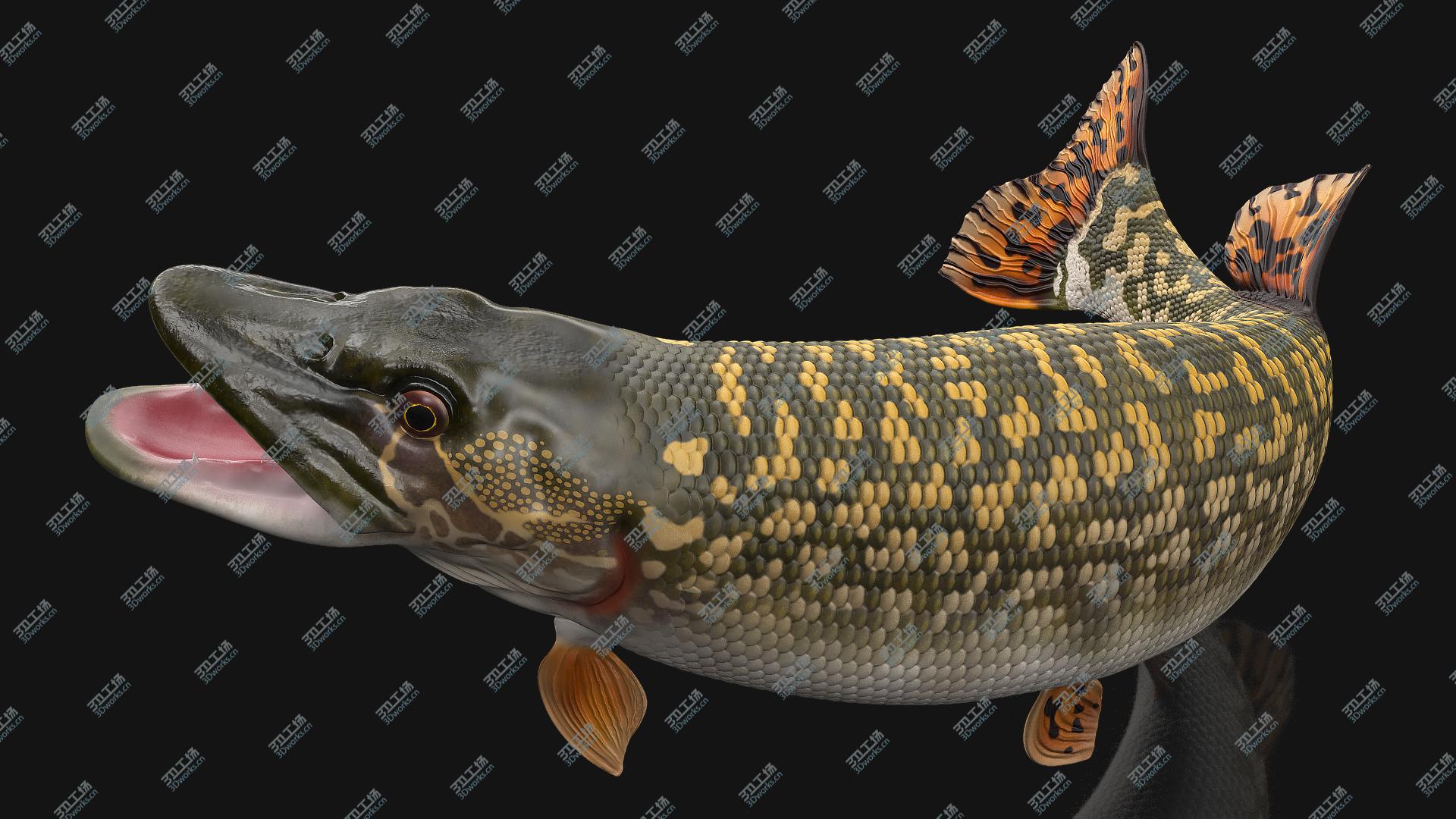 images/goods_img/202105072/Pike Fish Jump Out Pose 3D model/4.jpg
